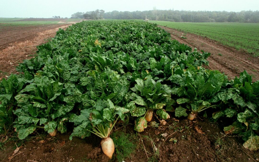 Pielnik do buraków jako inwestycja w długoterminową jakość plonów