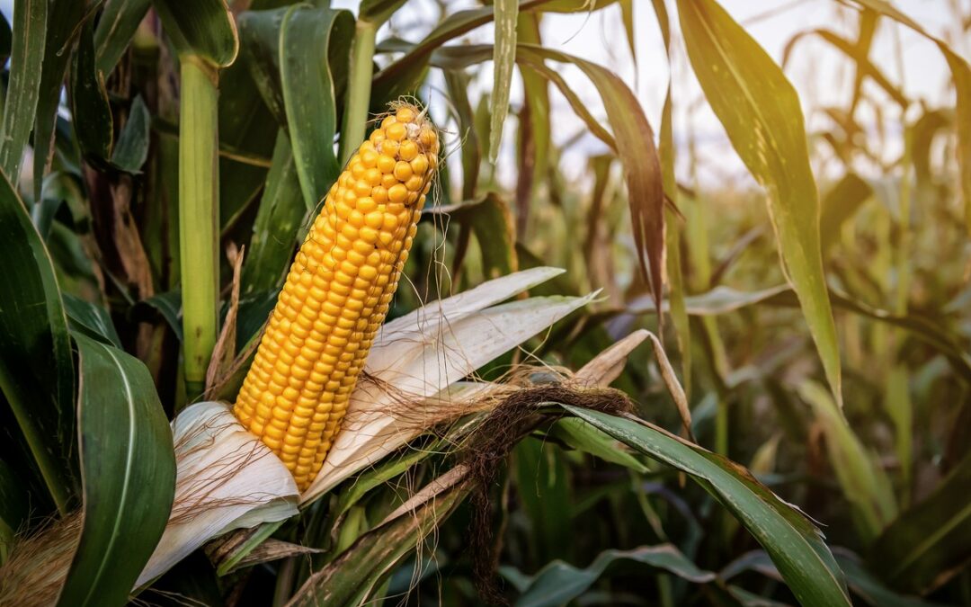 Pielnik do kukurydzy jako narzędzie budujące potencjał produkcyjny gospodarstwa