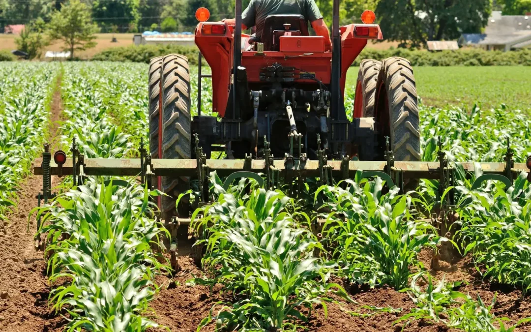 Zalety używania pielnika do warzyw w uprawach ekologicznych
