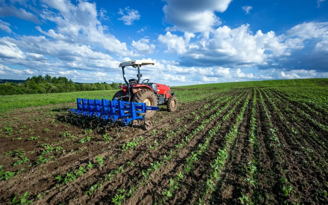 Pielnik z podsiewaczem: krok po kroku jak go używać